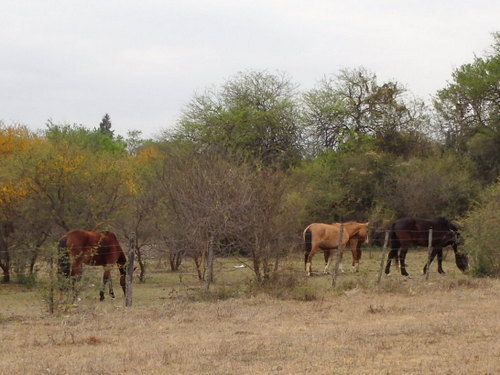 Horses.